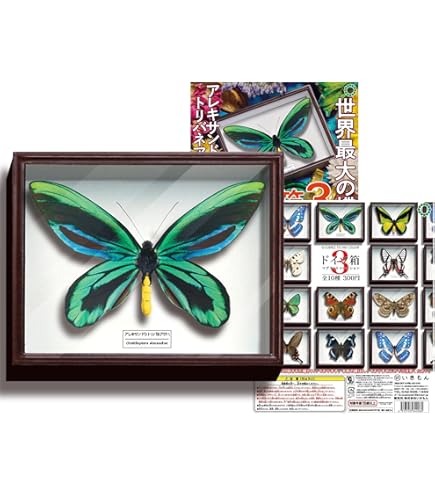 昆虫用品　使用済みドイツ箱5点セット 昆虫用品 使用済みドイツ箱5点セット 新商品のお知らせ